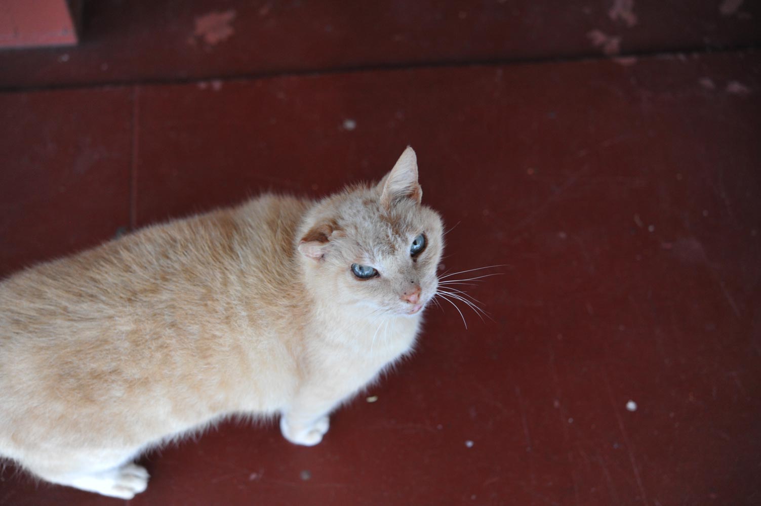 自作60cmドブソニアンの製作過程写真