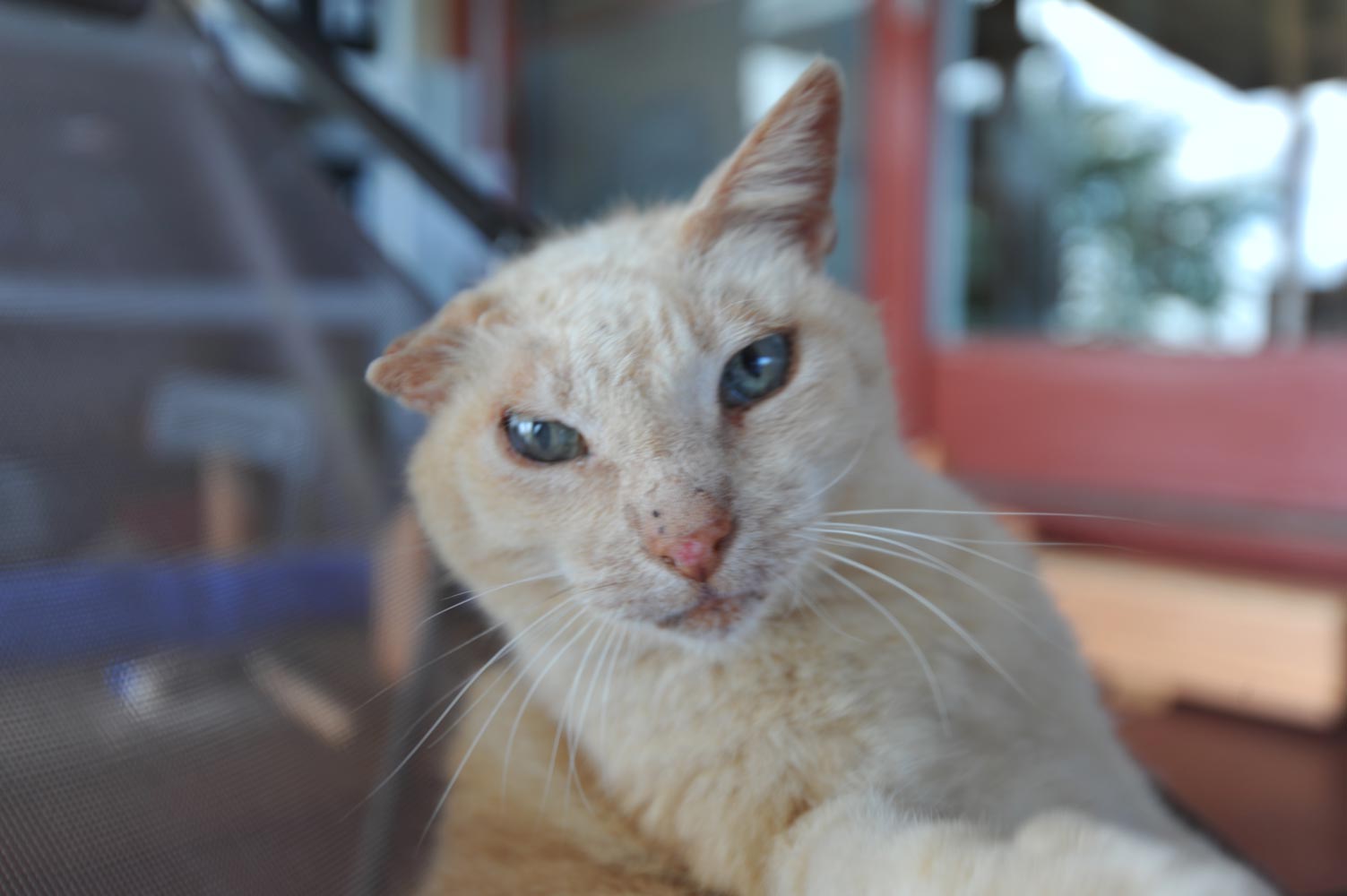 自作60cmドブソニアンの製作過程写真