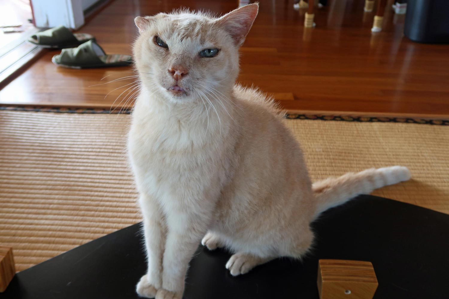 自作60cmドブソニアンの製作過程写真