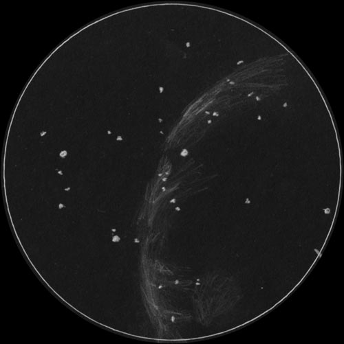 NGC6992,NGC6995,IC1340 網状星雲のスケッチ
