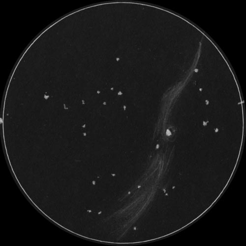 NGC6960 網状星雲のスケッチ
