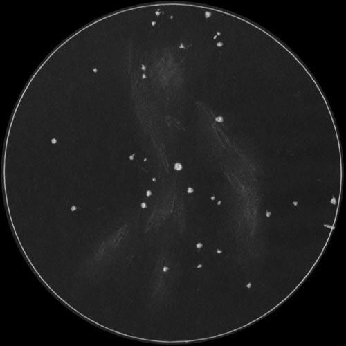 Pickering's Triangular Wispのスケッチ